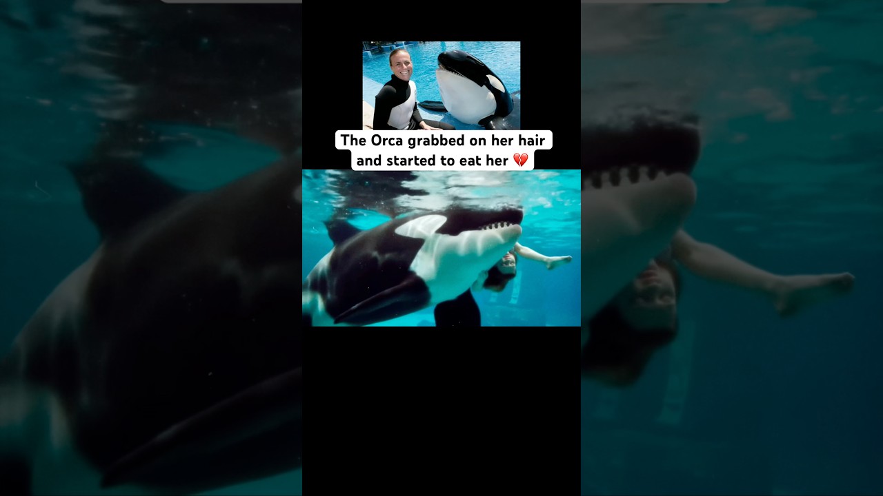 Tragic Incident: Orca Attacks Trainer at SeaWorld π’