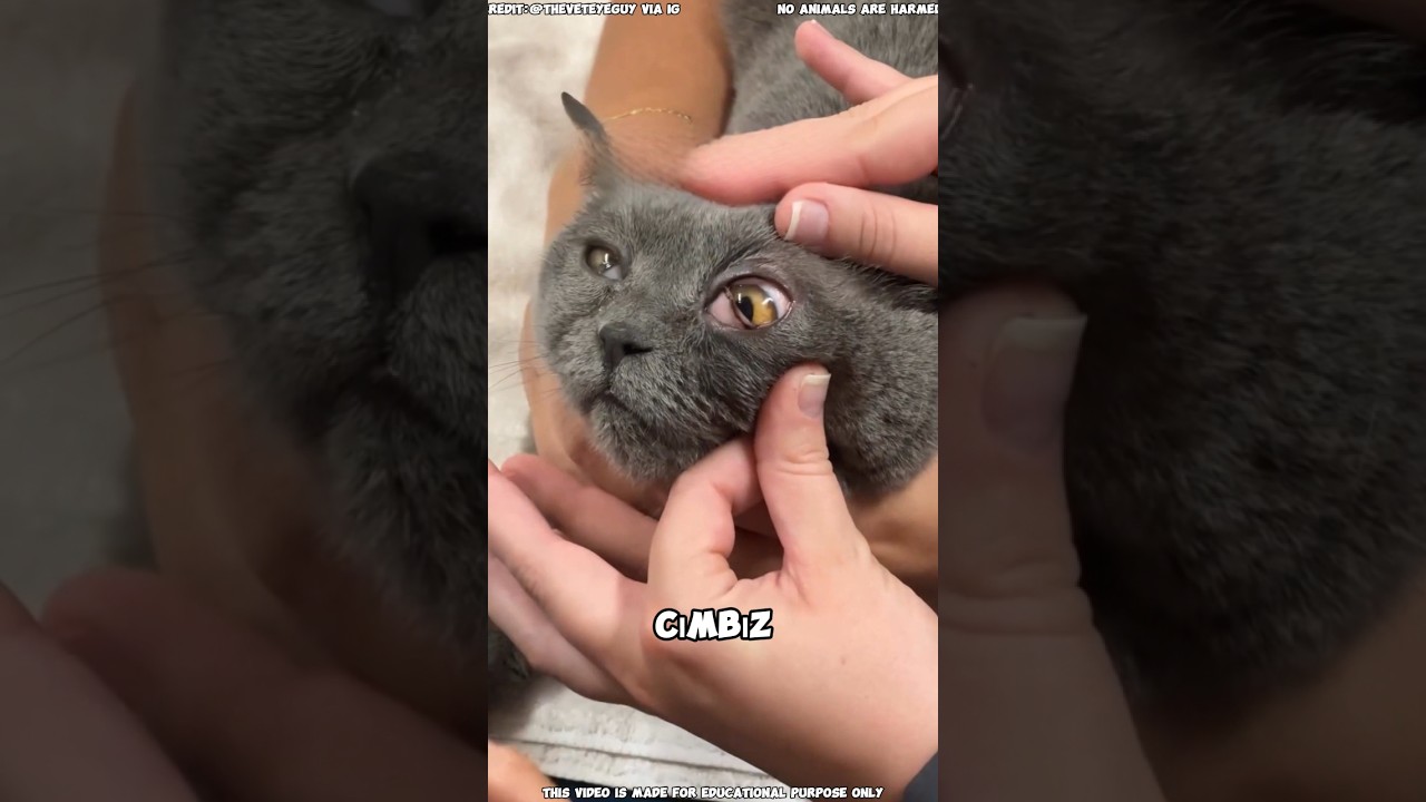 Kedi Kiraz Gözü Hakkında Bilmeniz Gerekenler 🐱