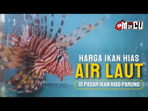 Update Harga Ikan Hias Laut di Pasar Parung 🐟