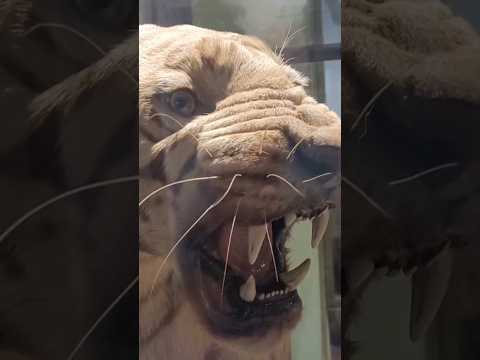 🚩Chhatrapati Shivaji Maharaj museum😍 #shorts #minivlog #museum #mumbai