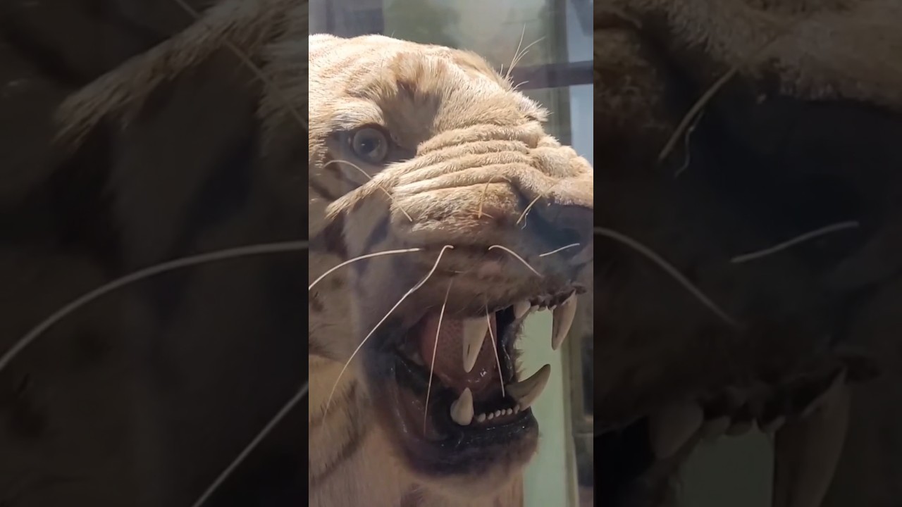 Explore the Iconic Chhatrapati Shivaji Maharaj Museum in Mumbai 🏛️