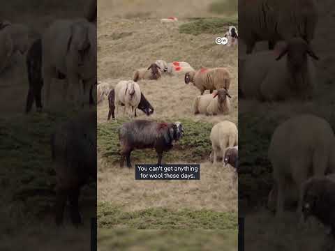 Alpine Shepherds: A 6,000-Year-Old Mountain Tradition | DW Documentary