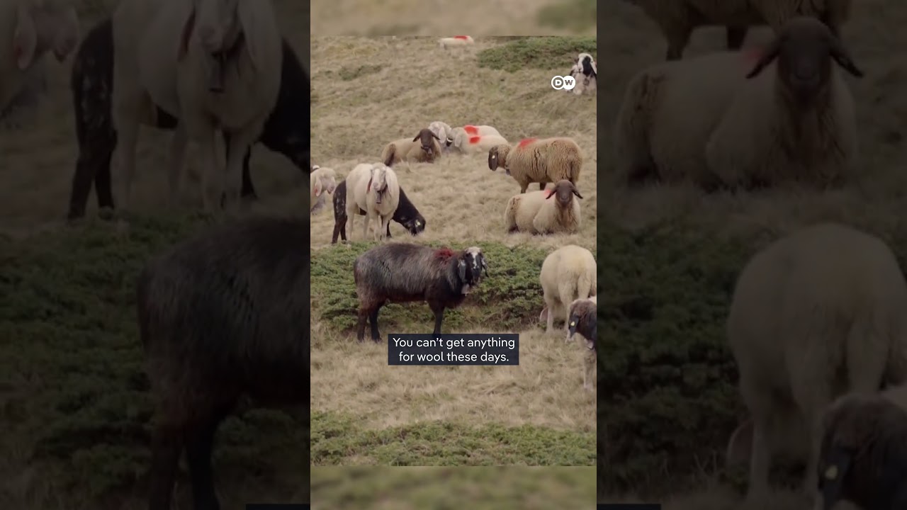 Alpine Shepherds: A 6,000-Year-Old Mountain Tradition | DW Documentary
