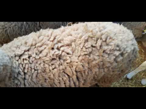 خروف العيد 2024 # باش تشري حولي ب 120 الف خاصك تبيع الموطور