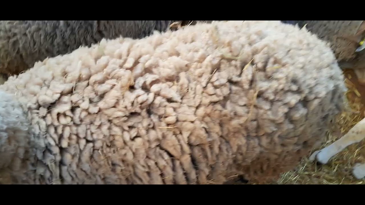 تعرّف على عروض خروف العيد 2024 وطرق البيع بأسعار مغرية 🐑
