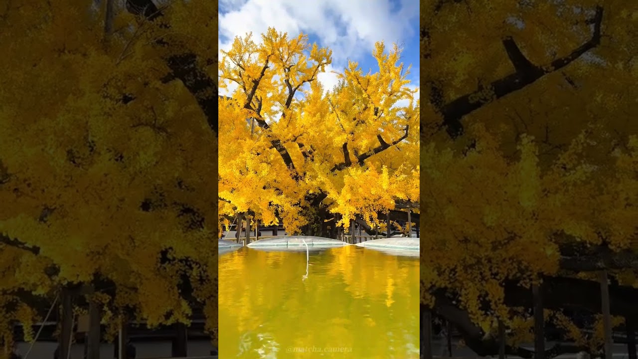 Kyoto's Autumn Leaves 2024 🍁