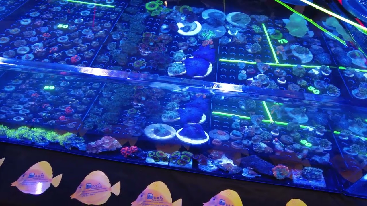 Reef A Palooza 2022 Highlights 🌊