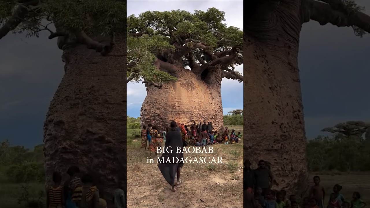 Este árbol podría salvarte la vida 🌳