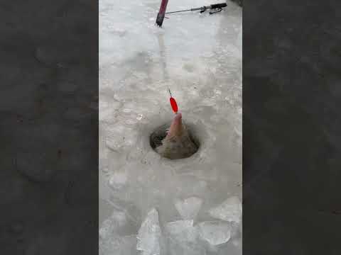 Зимняя рыбалка на осетра! Поймали трофей! Мороз -26