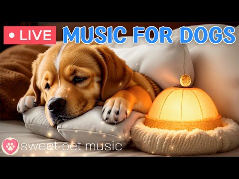 24/7 Psychological stability music for anxious dogs|Separation Anxiety Music & Stress Relief Music