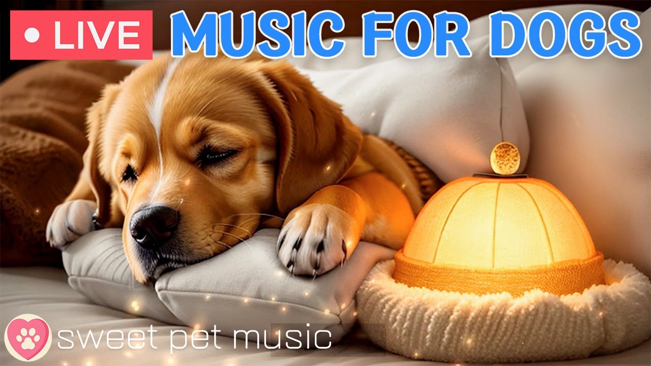 24/7 Stress Relief Music for Anxious Dogs 🐶