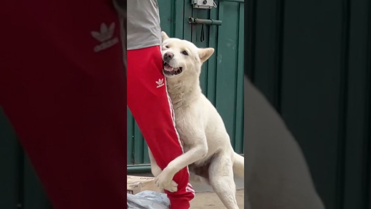 진돗개, 가족 외엔 모른다 🐶