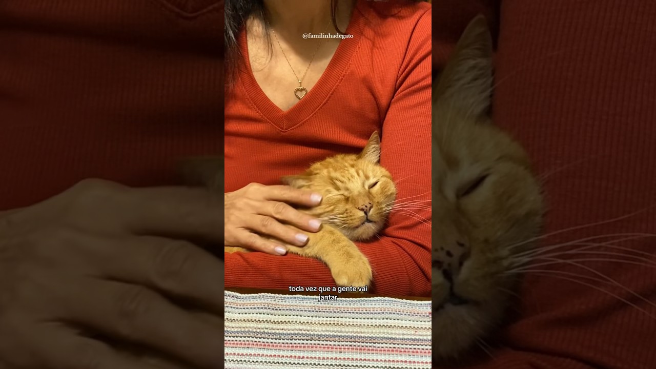 Ruggine, o Gato Laranja Mimado 🐱