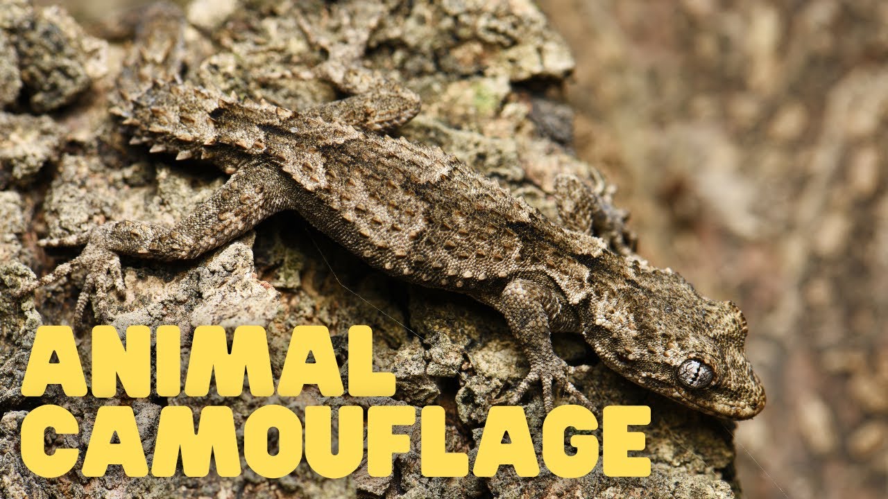 Animal Camouflage: How Animals Blend In 🦎