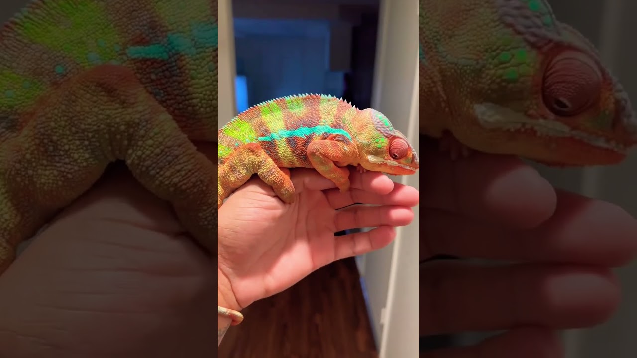 Can My Chameleon Change Colors? 🦎