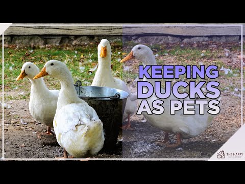 You Need To Know This Before Keeping Ducks as Pets
