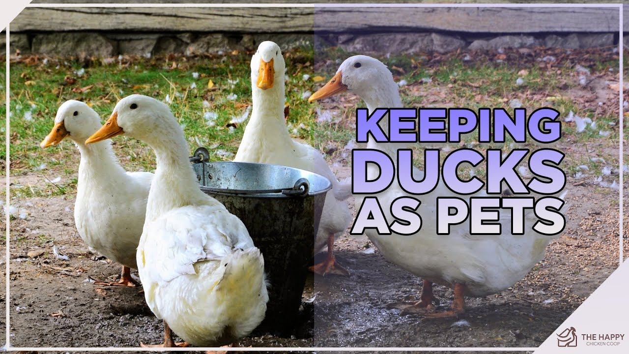 Essential Tips for Keeping Ducks as Pets