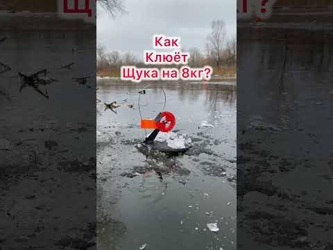 Щука на 8кг?!?🤔 Жерлицы 2024-2025 #первыйлед #жерлицы #рыбалка #fishing