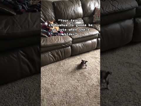 Tiny teacup Chihuahua puppy grows up to take funny pictures!