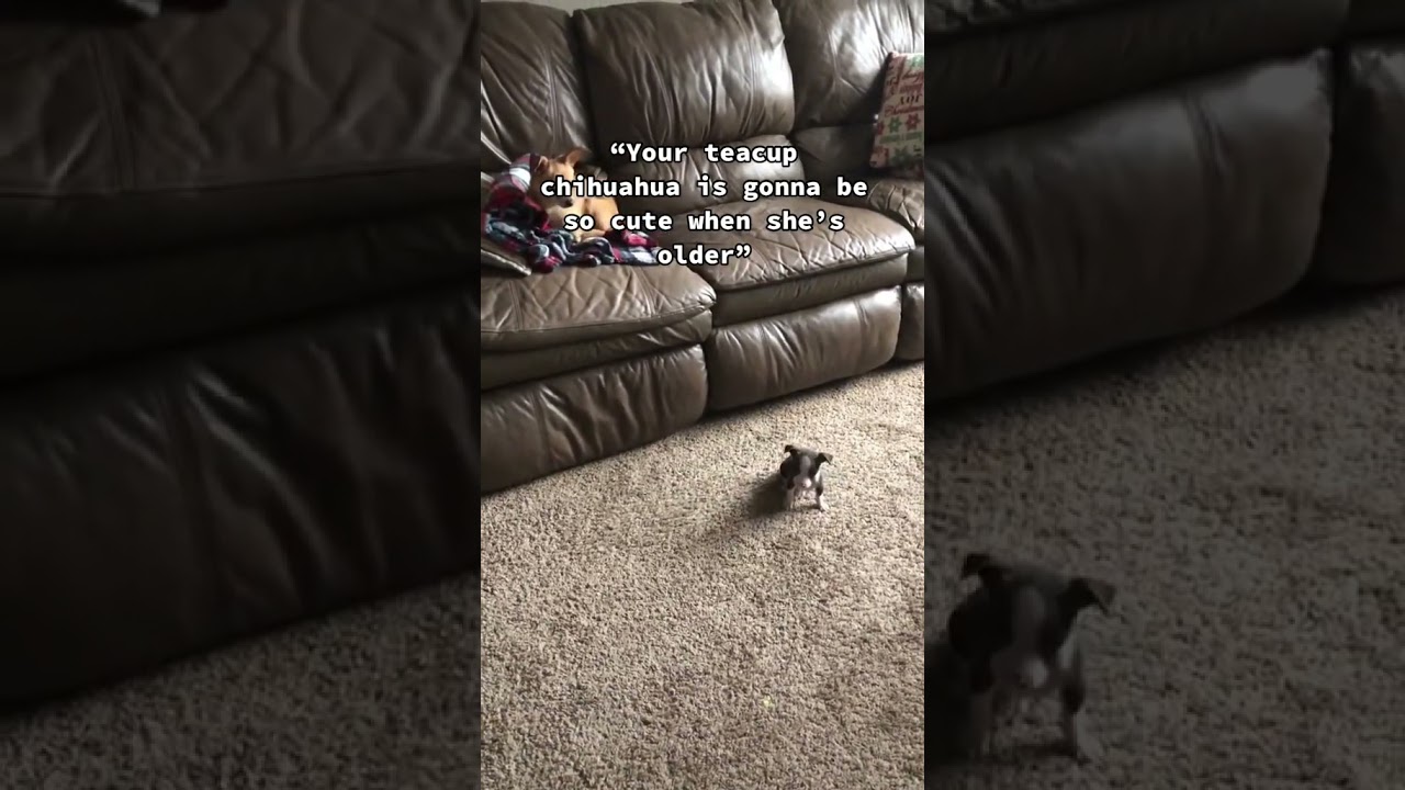 Adorable Tiny Teacup Chihuahua Grows Up and Poses for Hilarious Photos! ๐ถ