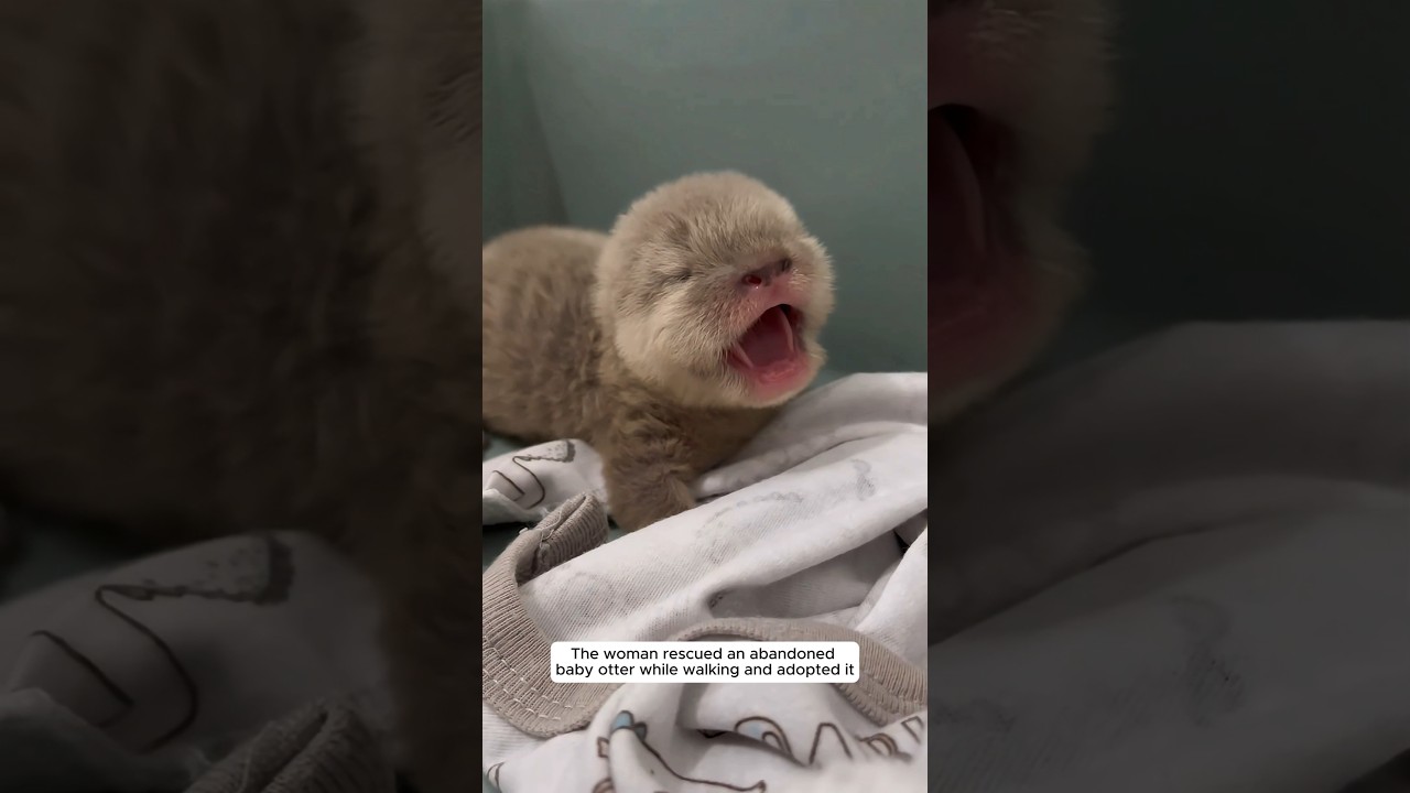 The woman rescued an abandoned baby otter while walking and adopted it