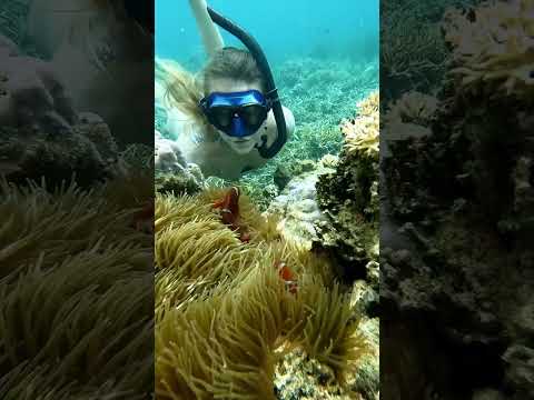 Real Life Finding Nemo🪸 #ocean #findingnemo #nemo #clownfish #dive #fish #anemone