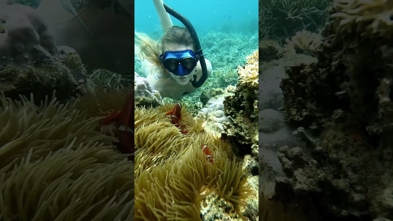 Discover the Amazing World of Clownfish Like Nemo 🐠