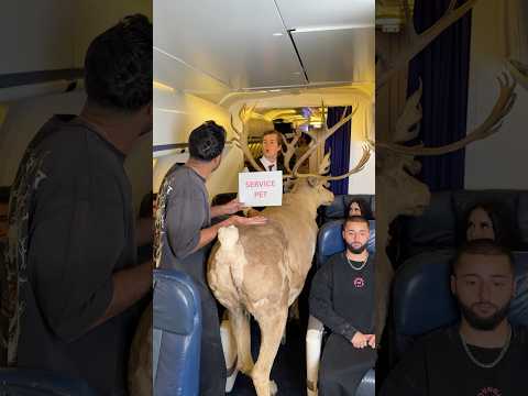 Traveling with a Service Animal on Board