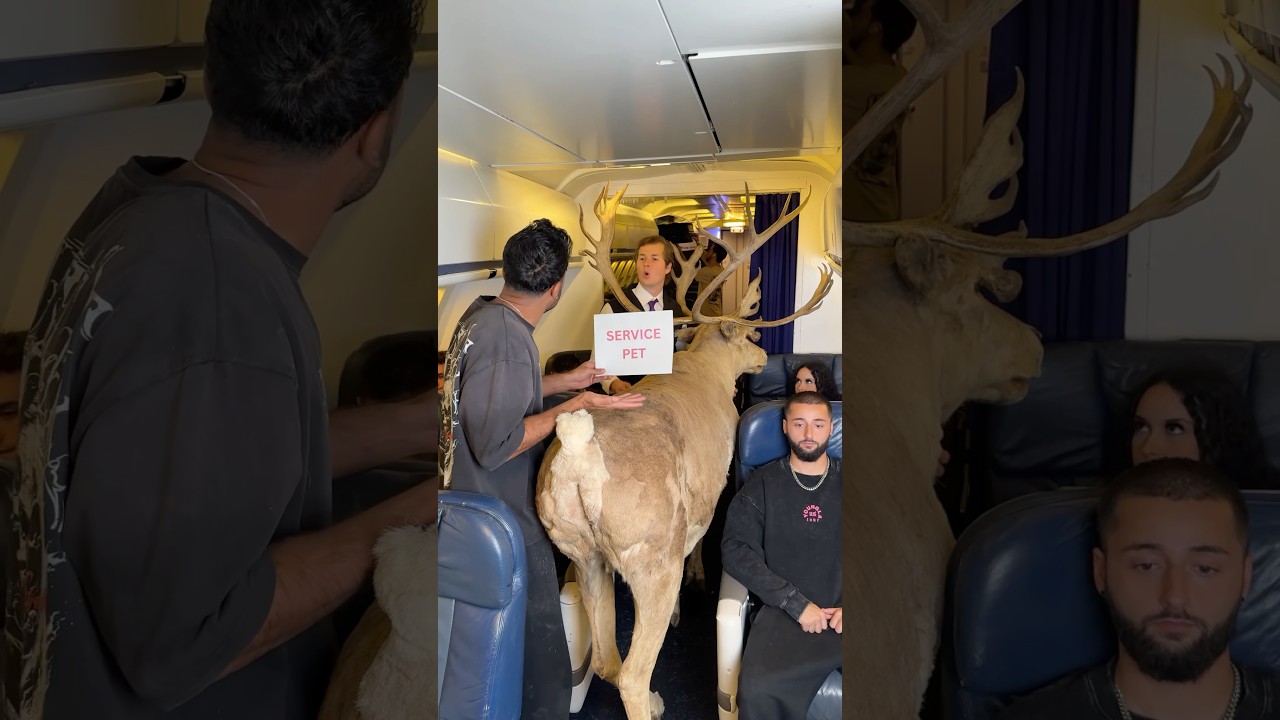 Traveling with a Service Animal on Board