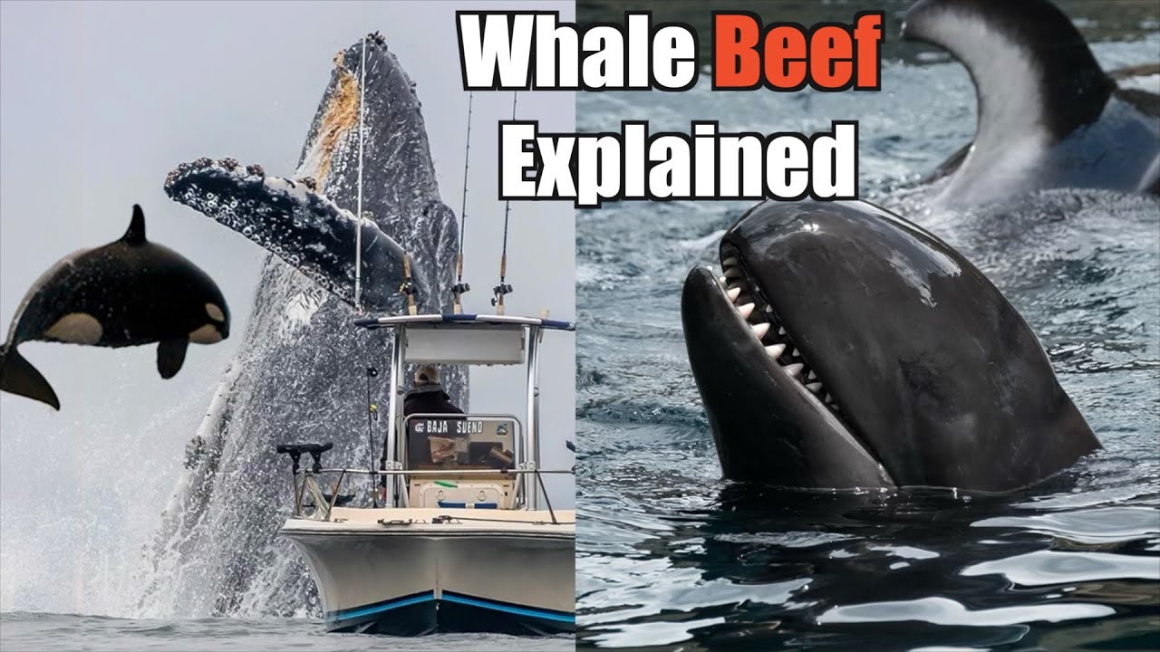 The Science of Whale Gang Wars 🐋