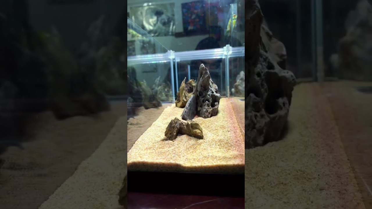 Easy & Fast Tank Setup for Stunning Aquascapes 🌿