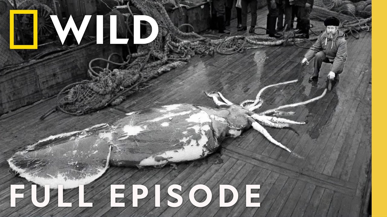 Giant Squid Hunt in Antarctic Waters 🦑