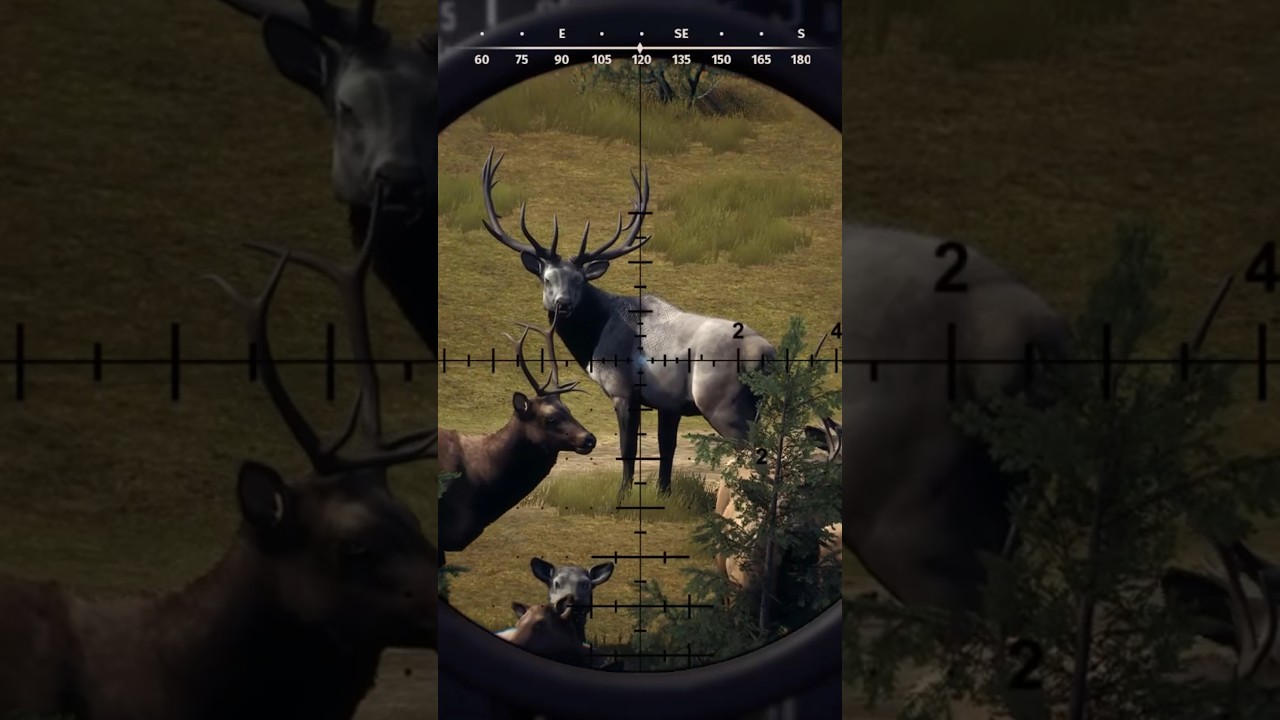 Matariki Park 5 Star Elk #wayofthehunter