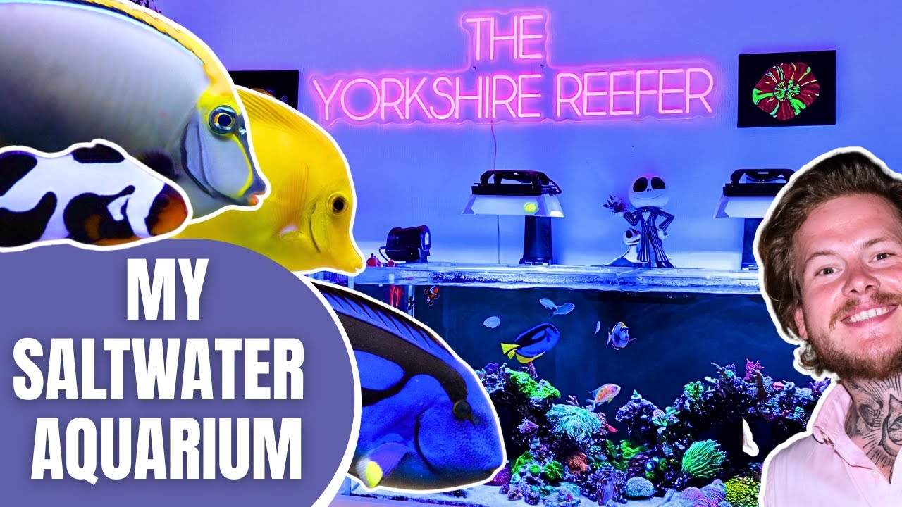 My Proven Guide to Building a Thriving Saltwater Reef Aquarium 🐠
