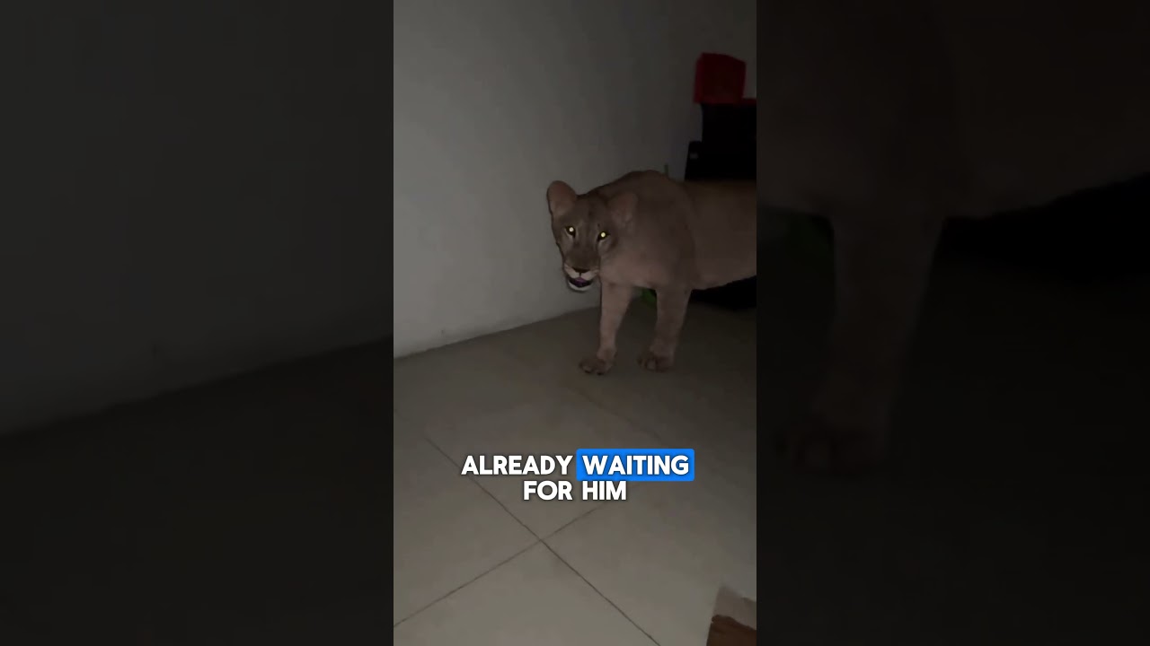House Lions Ambush Owner at Midnight