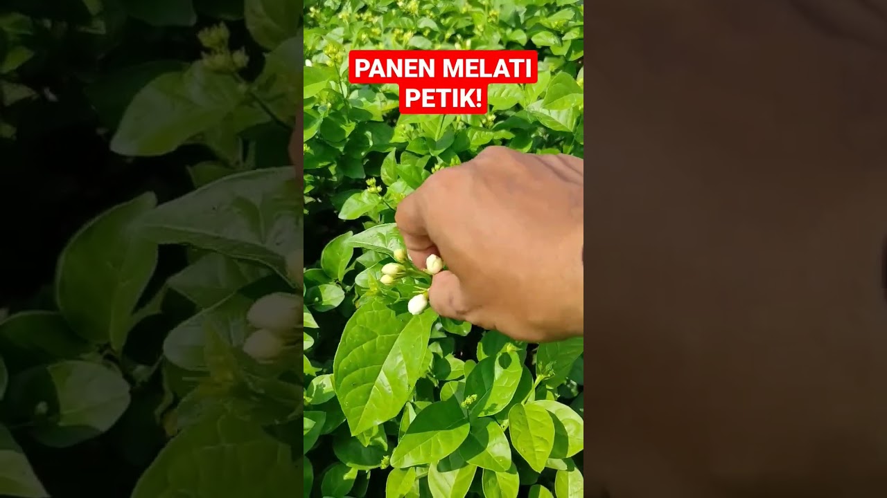 Panen Bunga Melati Teh 🌸