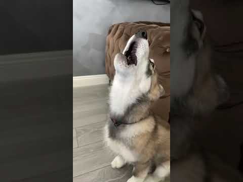 Wolf Dog Puppy Howling 🐺