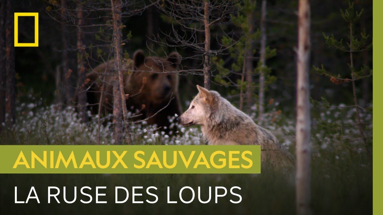 Loups tentent de voler une carcasse aux ours 🐺