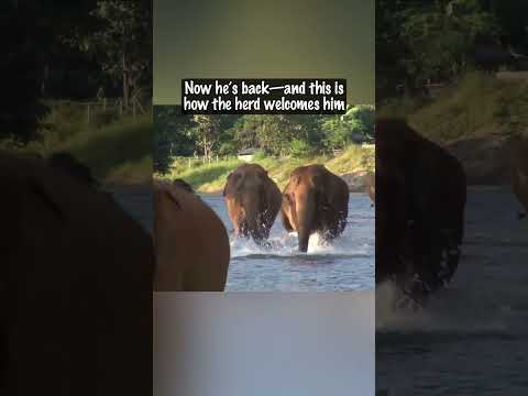 After 14 Months Away, He Called the Elephants. Their Reaction? Priceless