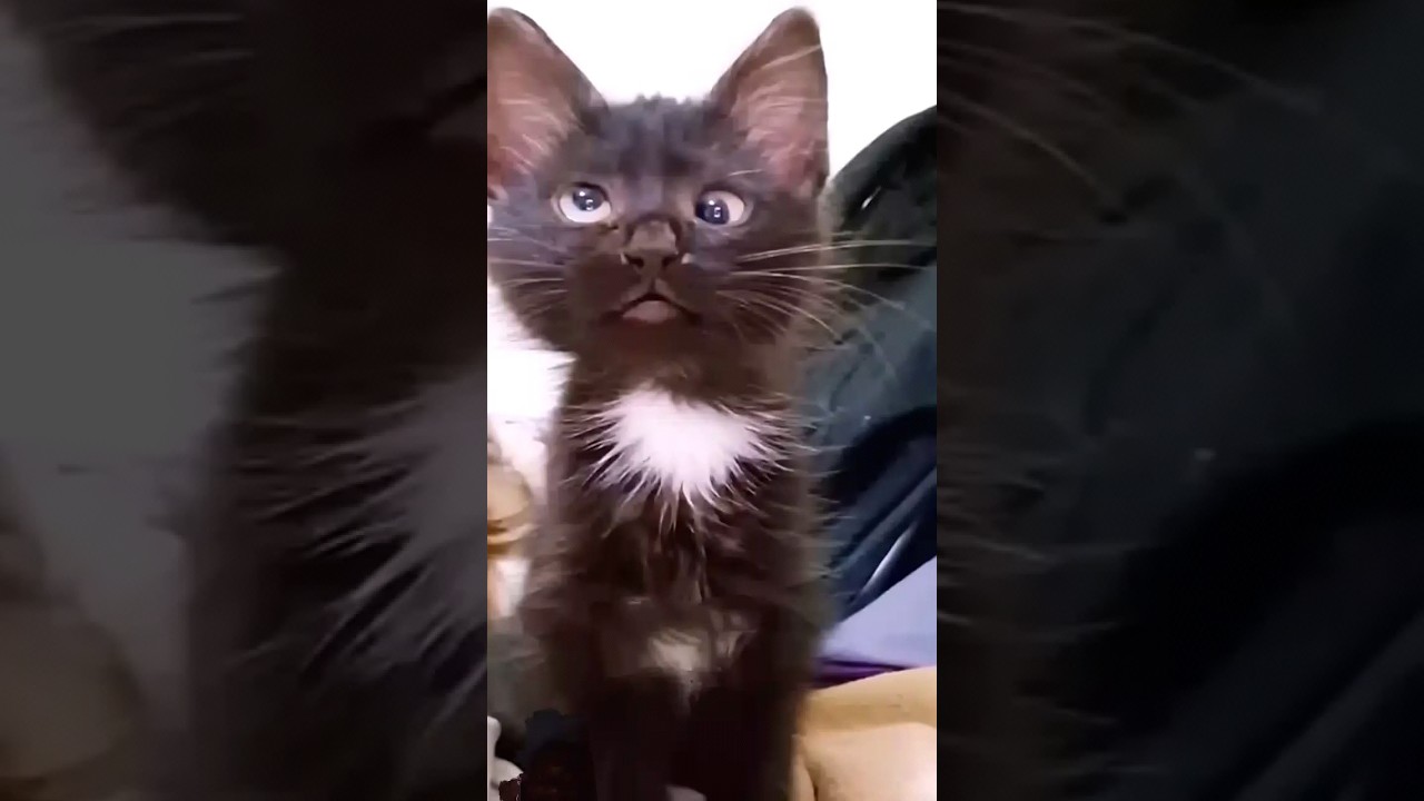 Chat 🐱 Drôle et Bébé Amusant 😂