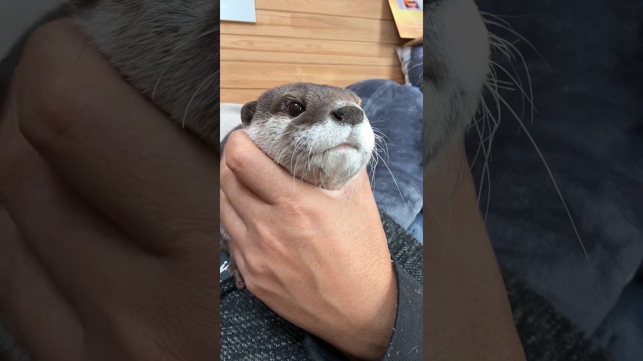 Otters Interrupt Work 😏 #shorts