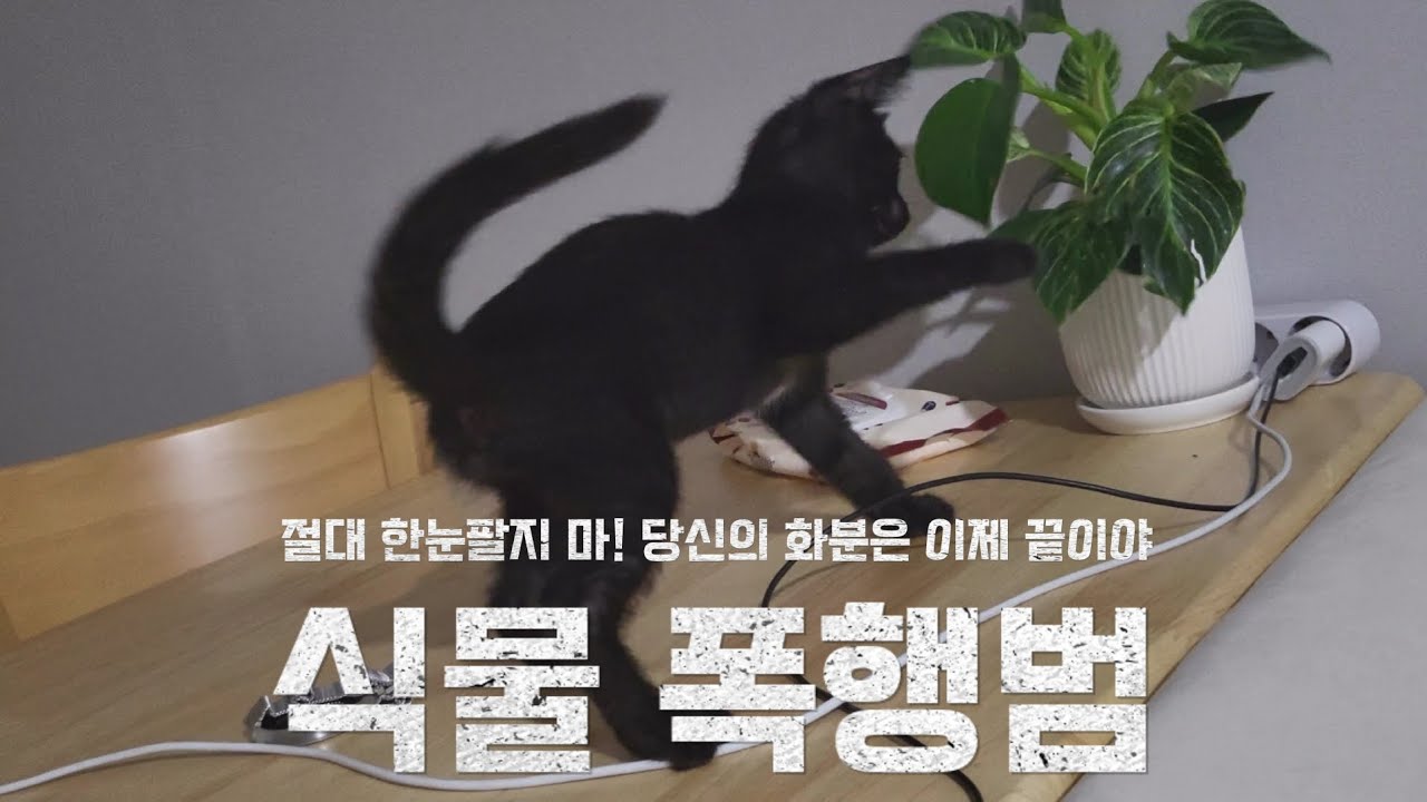 선물 식물 찢는 고양이 혼내기 🌿