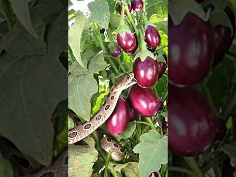 😮 A big Russel viper snake is trying to eat brinjal #snakevideo #russelviper