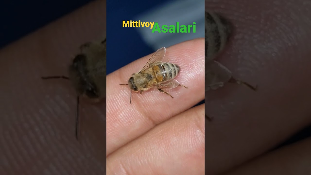 Mitti Asalari Bayramı 🎉