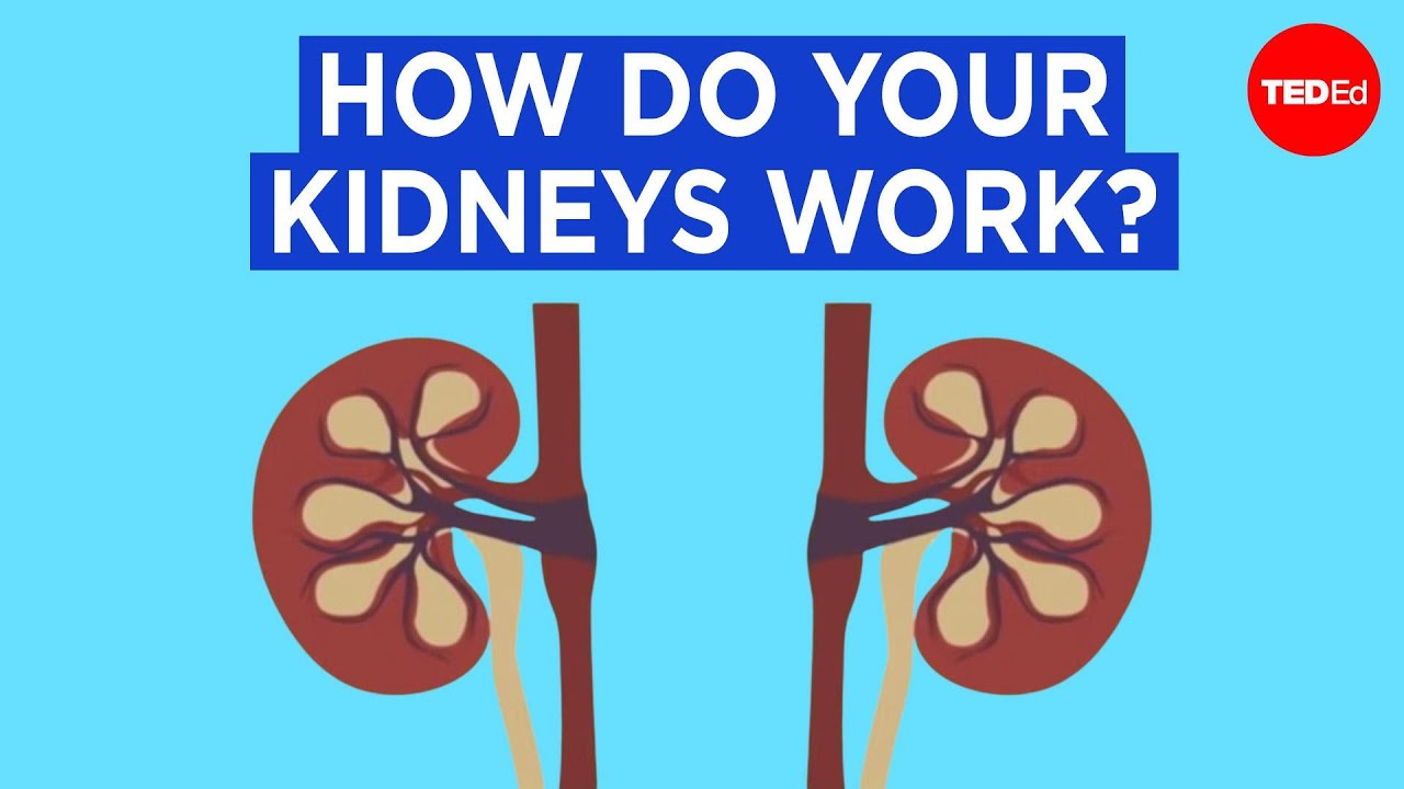 How Do Your Kidneys Work? π§