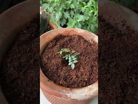 फ़्री के पौधें 🪴👩🏻‍🌾🪴- कड़ी पत्ता ॥ मीठा नीम || #mothernaturemellows #shorts #viralshorts