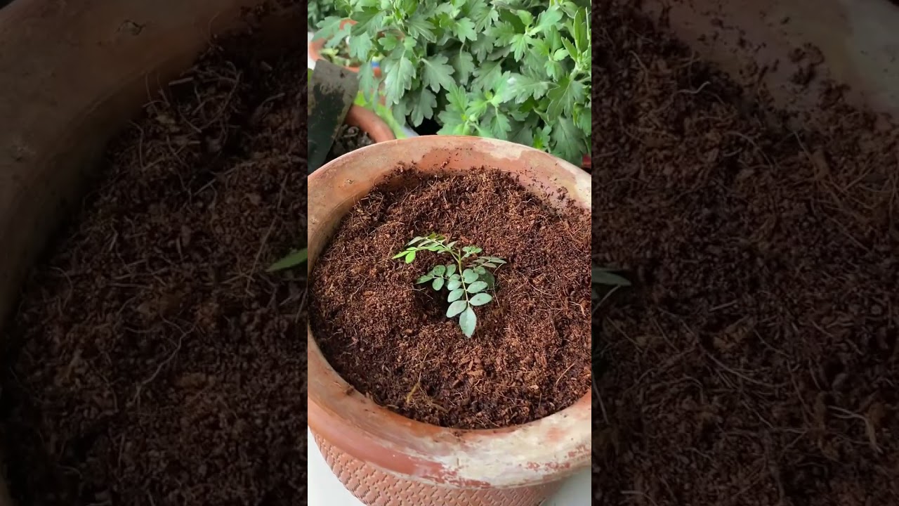 मुफ्त कड़ी पत्ता और नीम पौधे कैसे लगाएँ 🌿 | आसान तरीका और पूरी जानकारी