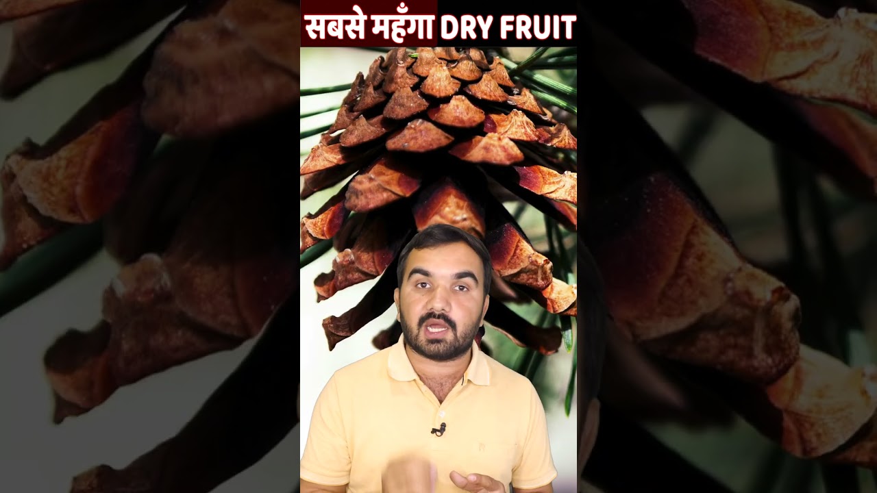 chilgoja ki kheti | Pine nut farming #abcindia #pinenuts #chilgoza #farming #chilgoja #Nuts #fruits