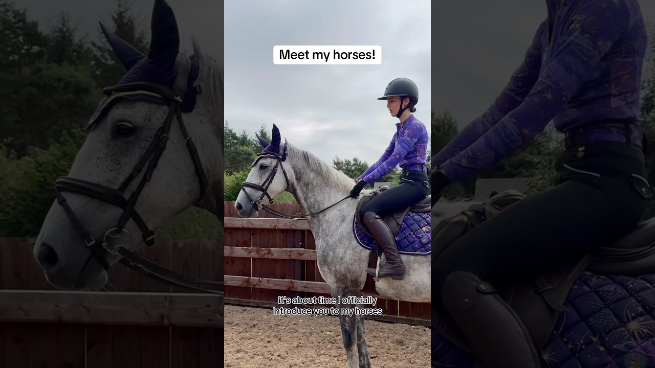 Introducing My Horses: A Glimpse into My Equestrian World