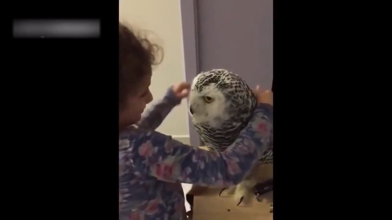 Animals Hug People They Love π₯°